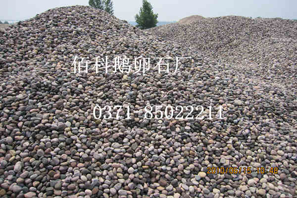 小到不起眼的鵝卵石竟是我們的家庭成員？